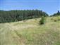 jašterica bystrá (29.5.2014)